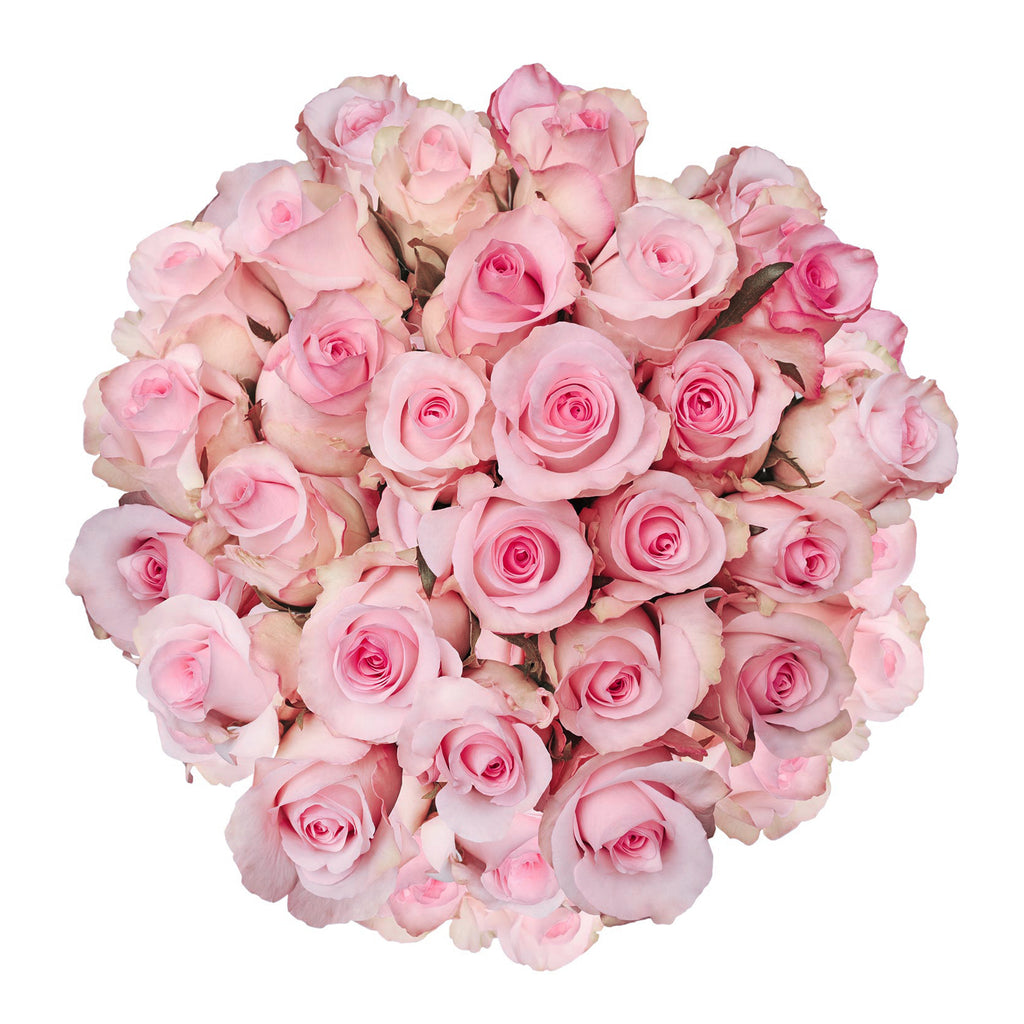 Light_Pink_Roses_Bloomingmore_A.jpg?v=1755370208&width=1024