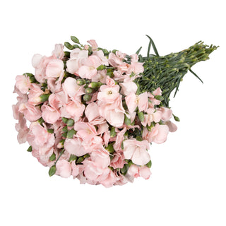 Light Pink Solomios Pink flowers - fresh-cut flowers by Bloomingmore - ideal for weddings and floral events