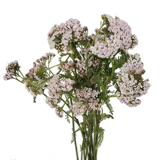 Light Pink Yarrow Cottage Pink flowers - fresh-cut flowers by Bloomingmore - ideal for weddings and floral events
