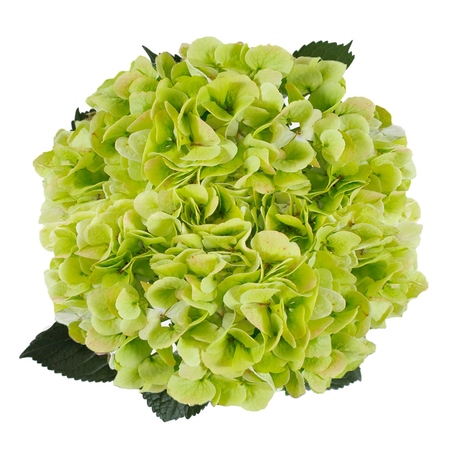 Lime_Green_Natural_Hydrangeas_