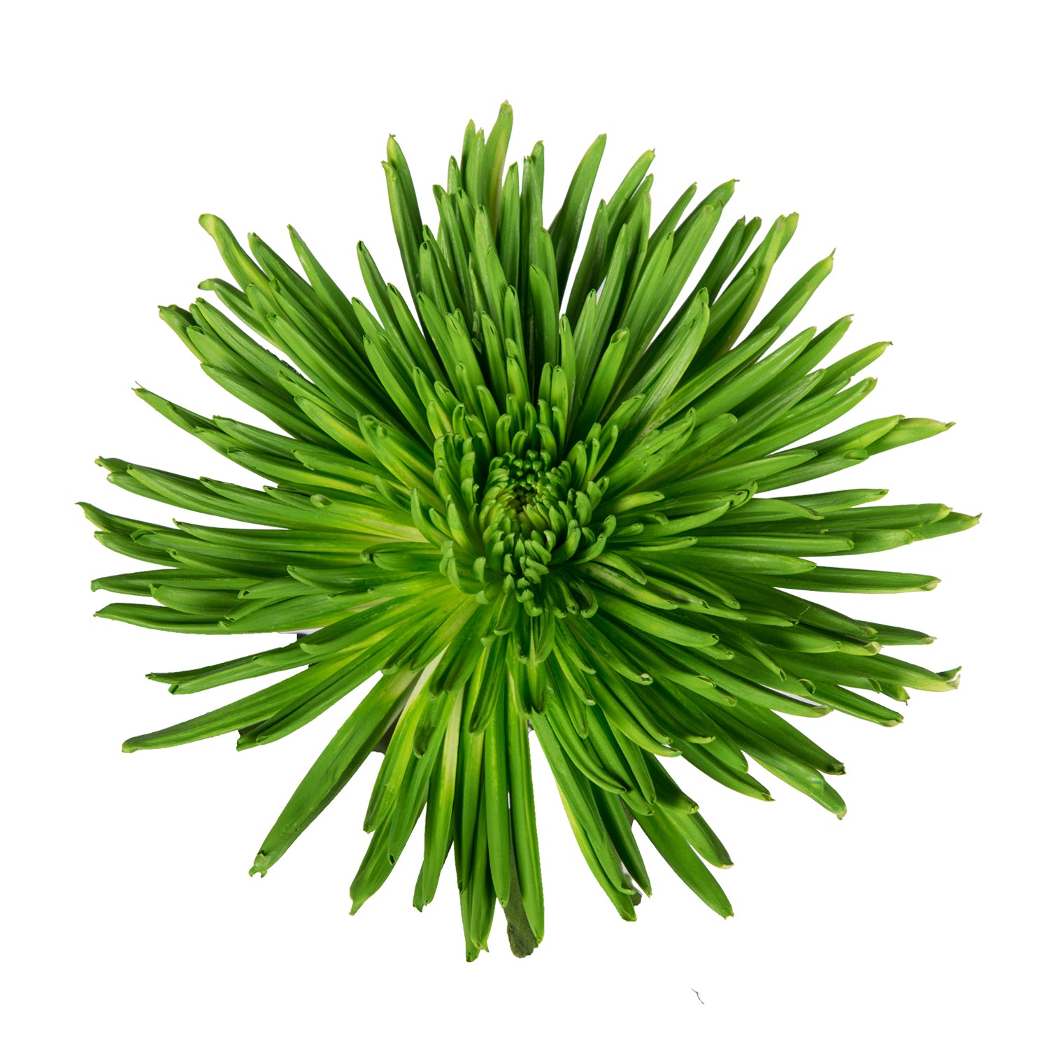 green spider mum plants Lime Green Painted Anastasia Spider Mums Lime Green / 60 Stems