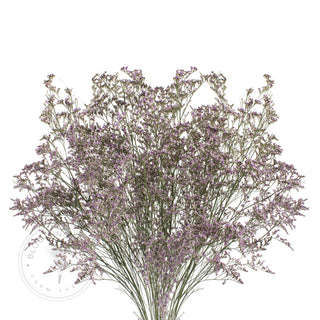 Limonium with Glitter - 15 Bunches Green flowers - fresh-cut flowers by Bloomingmore - ideal for weddings and floral events