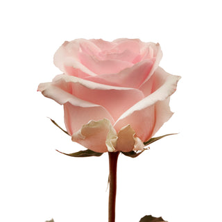 Lorraine Roses Pink roses - fresh-cut roses by Bloomingmore - ideal for weddings and floral events