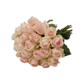 Lorraine Roses Pink roses - fresh-cut roses by Bloomingmore - ideal for weddings and floral events