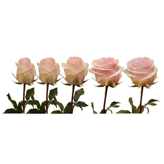 Lorraine Roses Pink roses - fresh-cut roses by Bloomingmore - ideal for weddings and floral events