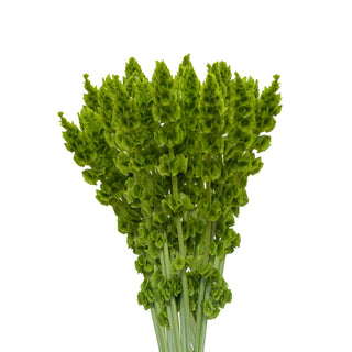 Molucella Green flowers - fresh-cut flowers by Bloomingmore - ideal for weddings and floral events