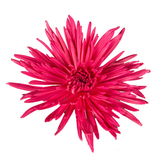 Magenta Painted Anastasia Spider Mums Magenta flowers - fresh-cut flowers by Bloomingmore - ideal for weddings and floral events