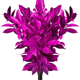 Magenta Painted Ruscus Green flowers - fresh-cut flowers by Bloomingmore - ideal for weddings and floral events