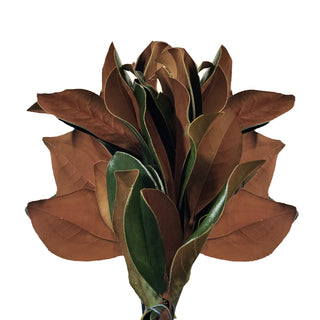 Magnolia - 100 Stems Green flowers - fresh-cut flowers by Bloomingmore - ideal for weddings and floral events