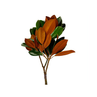 Magnolia Consumer Pack, 6 Pack Green flowers - fresh-cut flowers by Bloomingmore - ideal for weddings and floral events