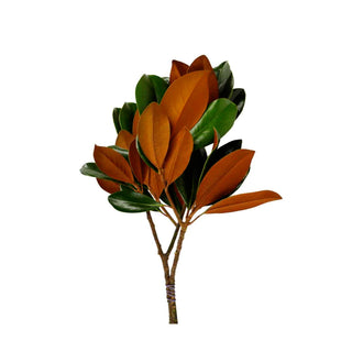 Magnolia Consumer Pack, 10 Pack Green flowers - fresh-cut flowers by Bloomingmore - ideal for weddings and floral events