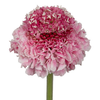Marshmallow Scabiosa Pink flowers - fresh-cut flowers by Bloomingmore - ideal for weddings and floral events