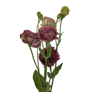 Mauve Double Lisianthus Green flowers - fresh-cut flowers by Bloomingmore - ideal for weddings and floral events