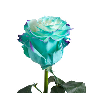 Michaella Painted Roses Michaella roses - fresh-cut roses by Bloomingmore - ideal for weddings and floral events