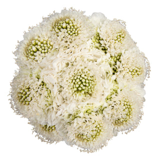 Milk Scabiosa White flowers - fresh-cut flowers by Bloomingmore - ideal for weddings and floral events