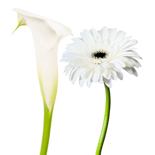 Mini Calla & Gerbera Combo White White flowers - fresh-cut flowers by Bloomingmore - ideal for weddings and floral events