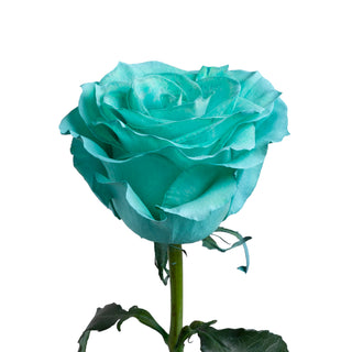 Mintage Painted Roses Mintage roses - fresh-cut roses by Bloomingmore - ideal for weddings and floral events