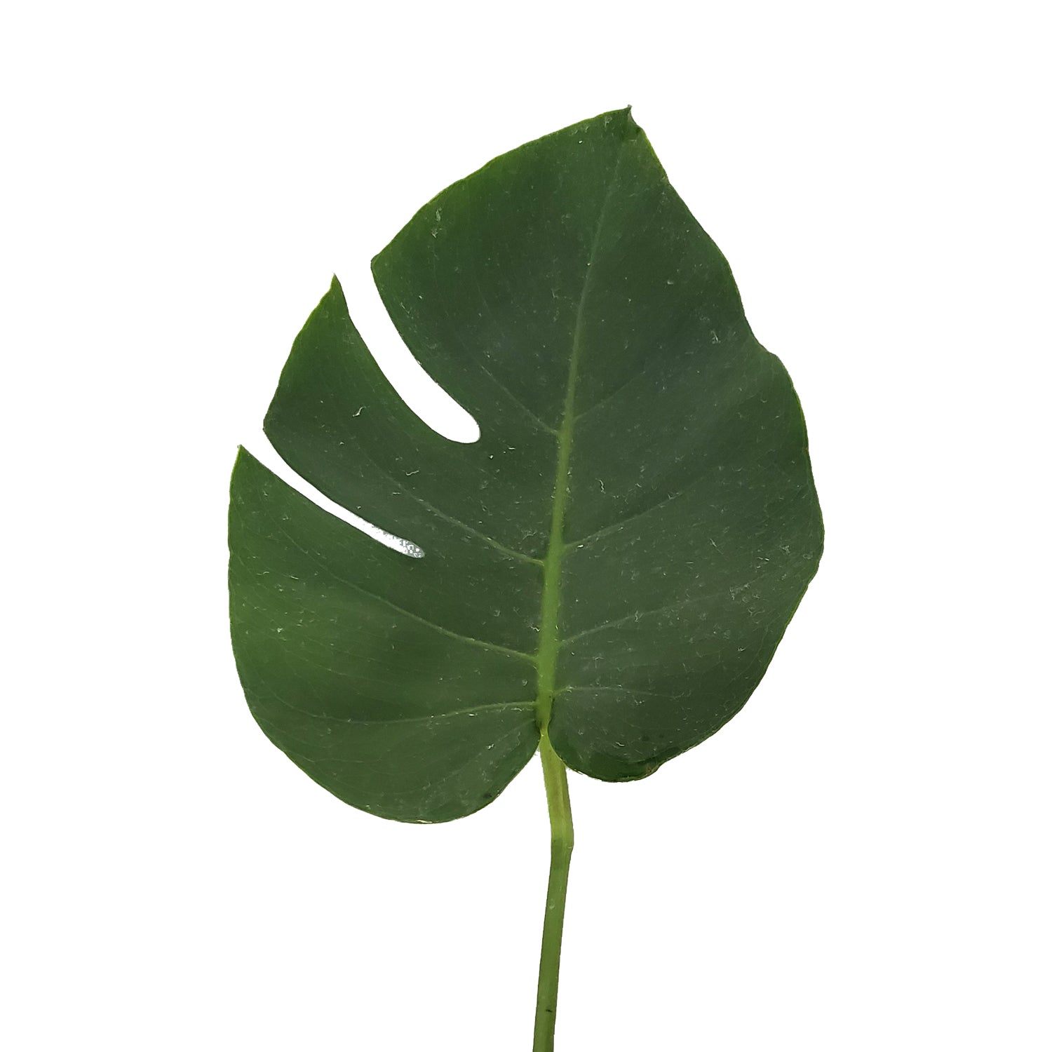 Monstera Leaves Tiny