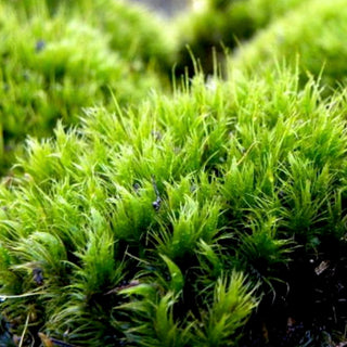 Mood Moss Green flowers - fresh-cut flowers by Bloomingmore - ideal for weddings and floral events