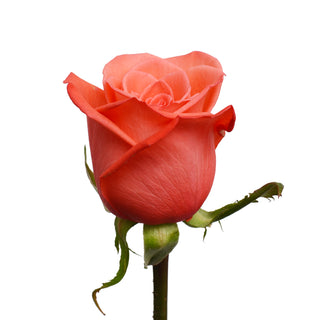 Movie Star Roses Movie roses - fresh-cut roses by Bloomingmore - ideal for weddings and floral events