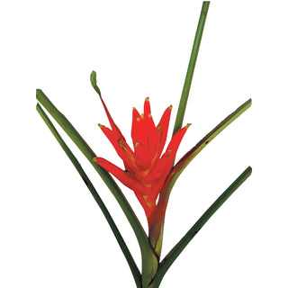 Musa Coccinea Red flowers - fresh-cut flowers by Bloomingmore - ideal for weddings and floral events