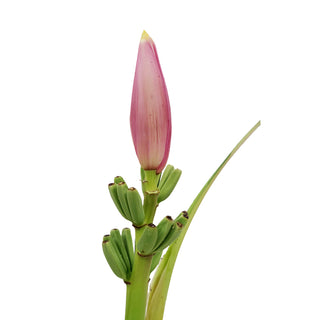 Musa Linda Green flowers - fresh-cut flowers by Bloomingmore - ideal for weddings and floral events