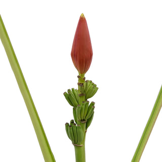 Musa Orange Orange flowers - fresh-cut flowers by Bloomingmore - ideal for weddings and floral events