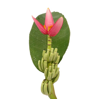 Musa Reina Red flowers - fresh-cut flowers by Bloomingmore - ideal for weddings and floral events