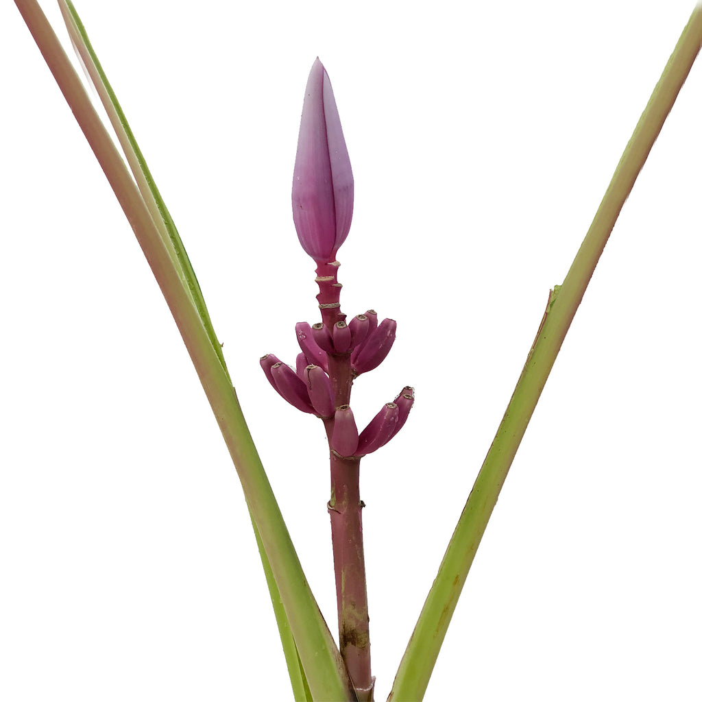 Musa Royal – Bloomingmore