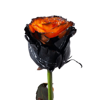 Mystery Confetti Painted Roses Orange roses - fresh-cut roses by Bloomingmore - ideal for weddings and floral events