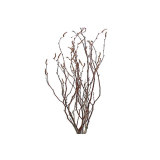 Natural Birch Green flowers - fresh-cut flowers by Bloomingmore - ideal for weddings and floral events