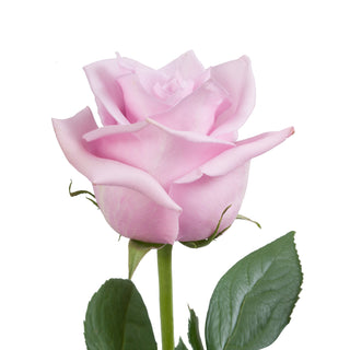 Nautica Roses Lavender roses - fresh-cut roses by Bloomingmore - ideal for weddings and floral events