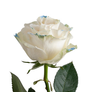Neige Claire Painted Roses White roses - fresh-cut roses by Bloomingmore - ideal for weddings and floral events