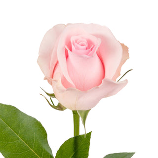 Nena Roses Pink roses - fresh-cut roses by Bloomingmore - ideal for weddings and floral events