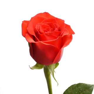 Nina Roses Orange roses - fresh-cut roses by Bloomingmore - ideal for weddings and floral events