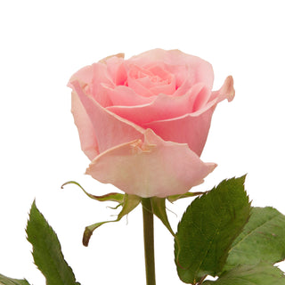 Nirvana Roses Pink roses - fresh-cut roses by Bloomingmore - ideal for weddings and floral events