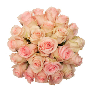 Nirvana Roses Pink roses - fresh-cut roses by Bloomingmore - ideal for weddings and floral events