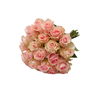 Nirvana Roses Pink roses - fresh-cut roses by Bloomingmore - ideal for weddings and floral events