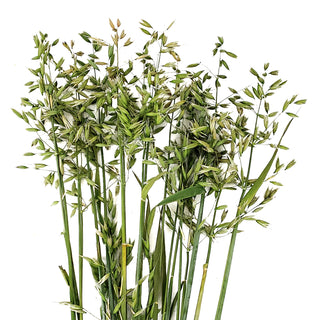 Oats Cream flowers - fresh-cut flowers by Bloomingmore - ideal for weddings and floral events