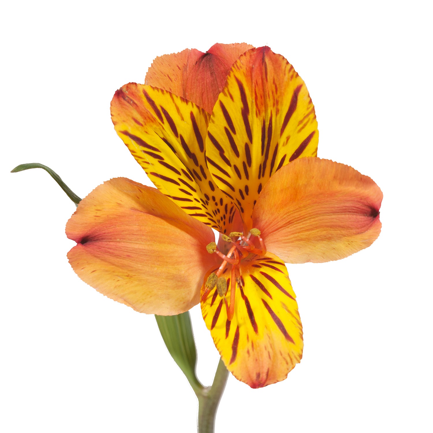 Orange_Alstroemeria_Orange_Flo
