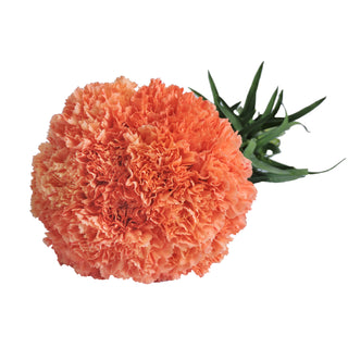 Orange Carnations Orange flowers - fresh-cut flowers by Bloomingmore - ideal for weddings and floral events