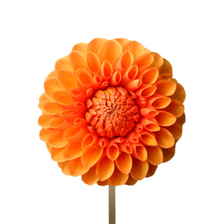 Orange Dahlias Orange flowers - fresh-cut flowers by Bloomingmore - ideal for weddings and floral events