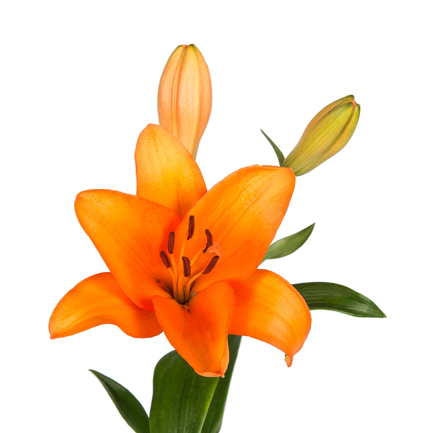 Orange_LA_Hybrid_Lilies_-