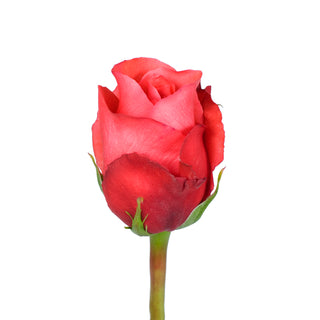 Orange Manitou Roses Orange roses - fresh-cut roses by Bloomingmore - ideal for weddings and floral events