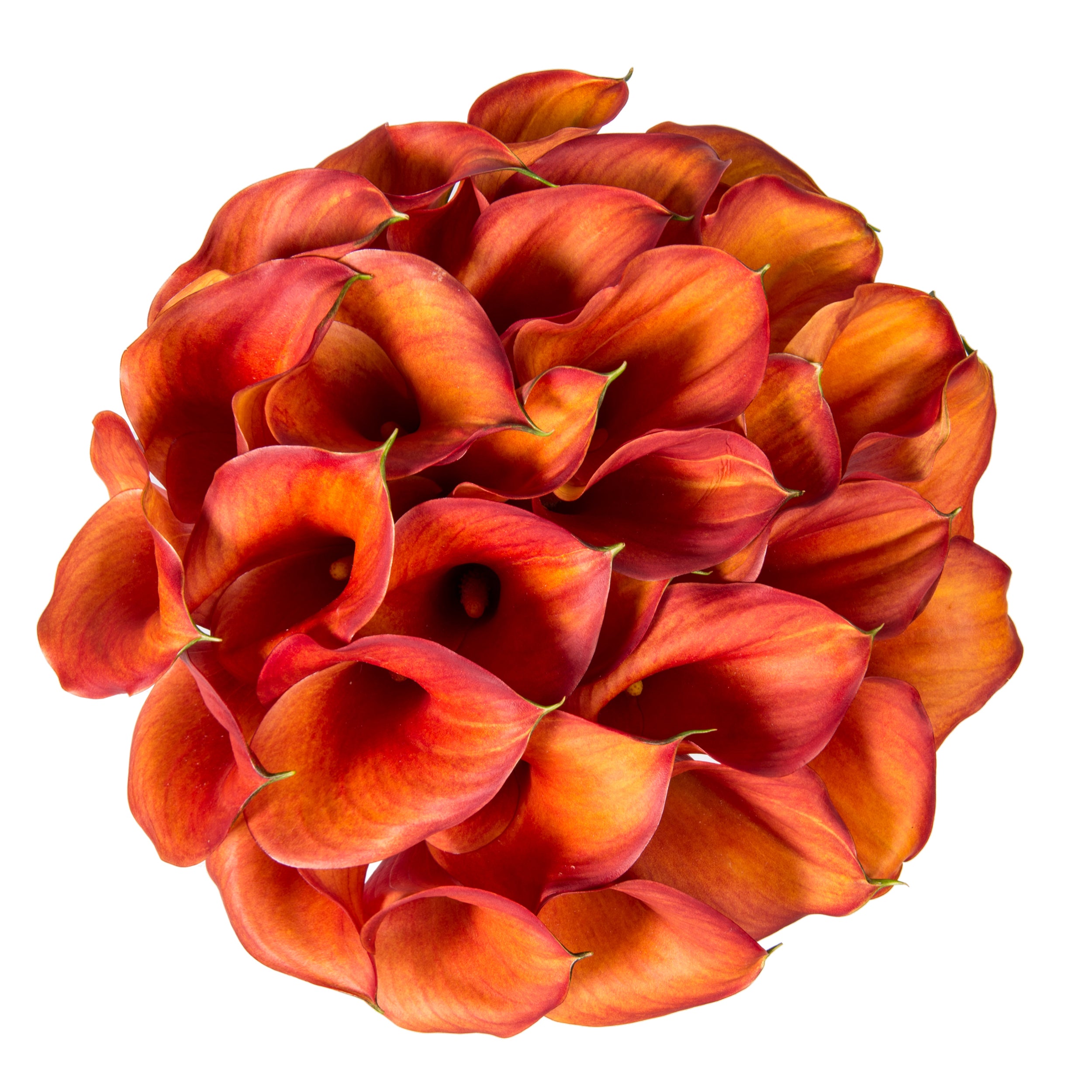 orange calla lily plant Orange Mini Calla Lilies