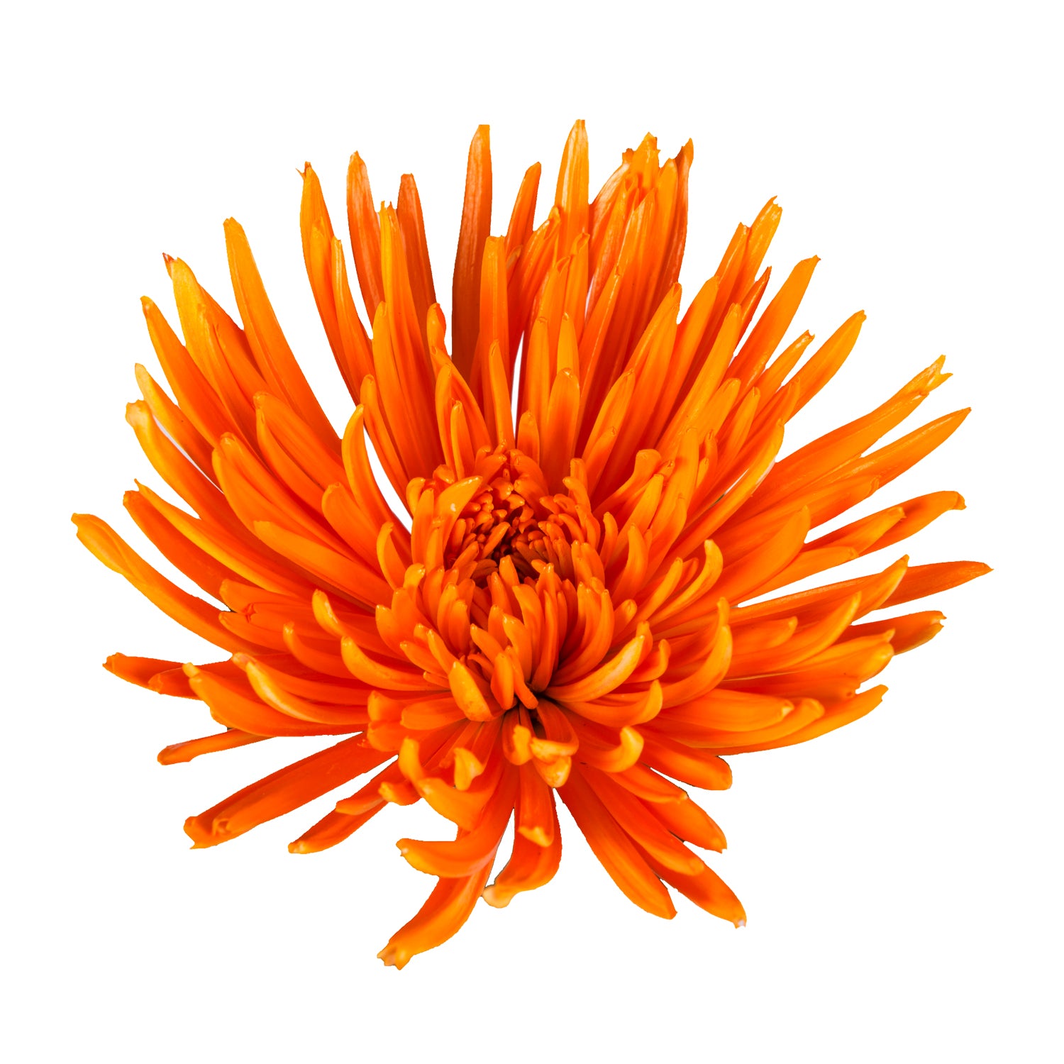 Orange Painted Anastasia Spider Mums Orange / 60 Stems