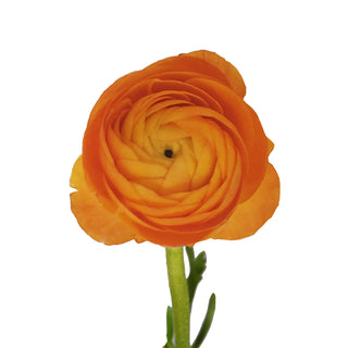 Orange Ranunculus Orange flowers - fresh-cut flowers by Bloomingmore - ideal for weddings and floral events