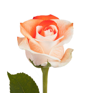 Orange & White Tinted Roses White roses - fresh-cut roses by Bloomingmore - ideal for weddings and floral events