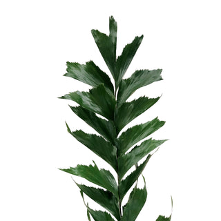 Palm, Fish Tail Green flowers - fresh-cut flowers by Bloomingmore - ideal for weddings and floral events