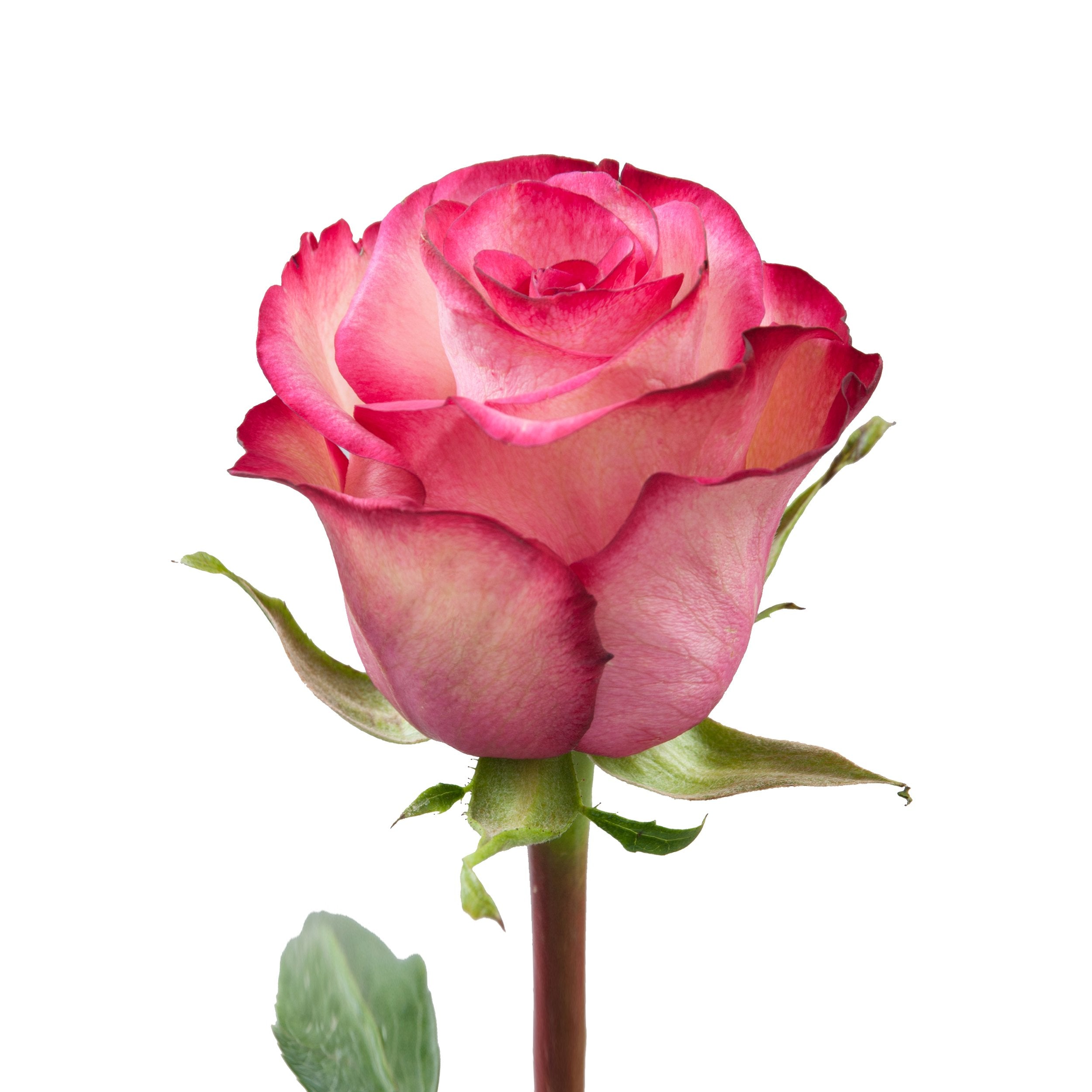 Paloma_Roses_Pink_roses_Bloomi 
